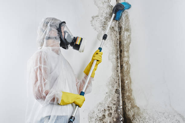 Best Certified Mold Removal  in Enterprise, WV