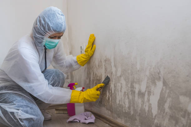 Best Local Mold Removal Service  in Enterprise, WV
