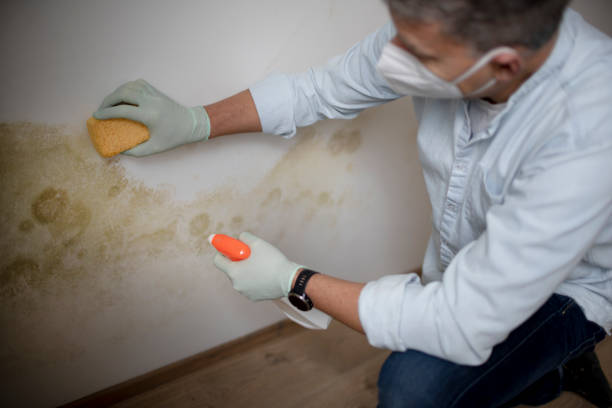 Best Professional Mold Removal  in Enterprise, WV