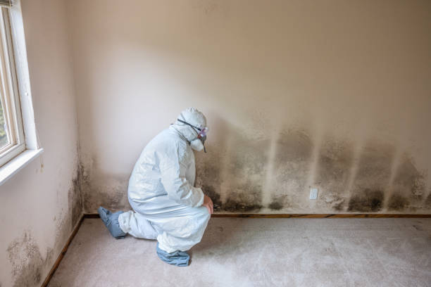Best Local Mold Removal Service  in Enterprise, WV