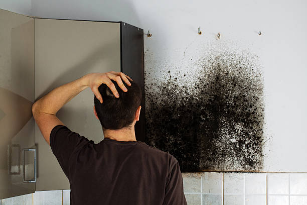 Best Office Mold Removal Services  in Enterprise, WV