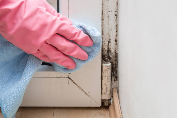 Best Affordable Mold Removal  in Enterprise, WV