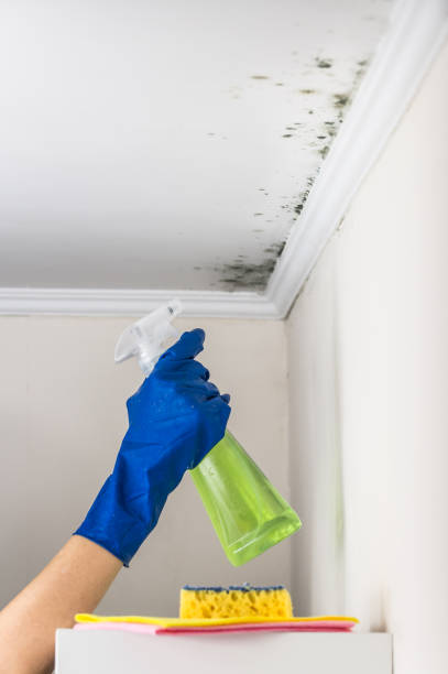 Best Black Mold Removal  in Enterprise, WV